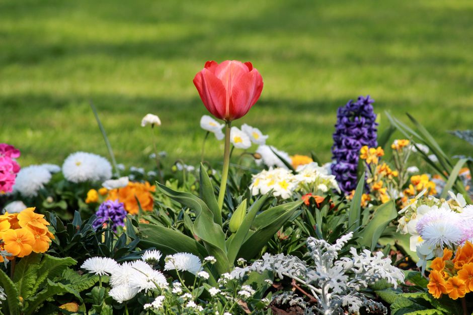A vibrant garden bed featuring a prominent pink tulip with smooth, slightly ruffled petals on a green stem, surrounded by an array of colorful spring flowers including orange primulas, purple hyacinth